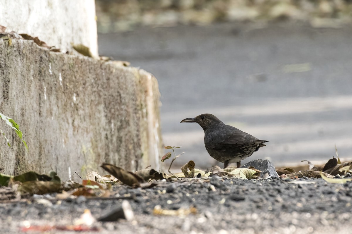 Long-billed Thrush - ML614700235