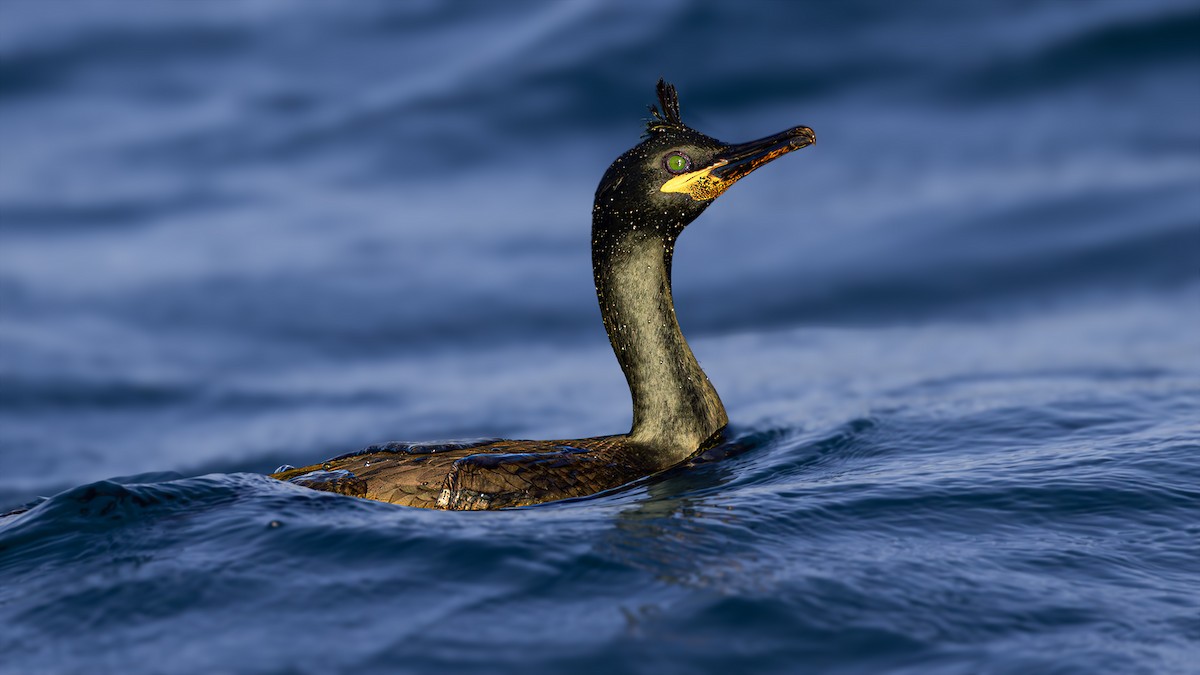 Cormorán Moñudo - ML614700312