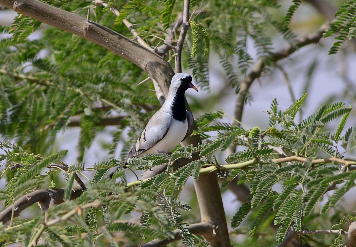 Namaqua Dove - Łukasz Janocha