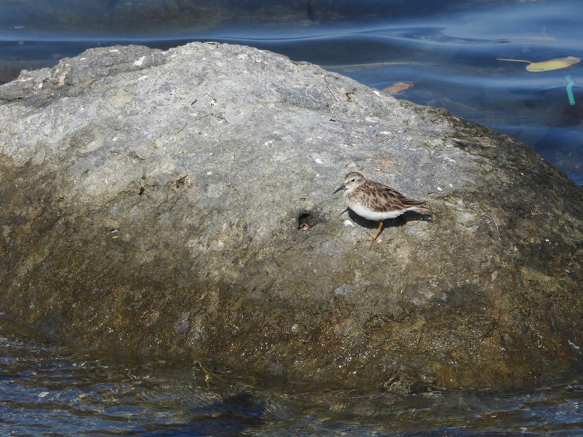 Least Sandpiper - ML614700439