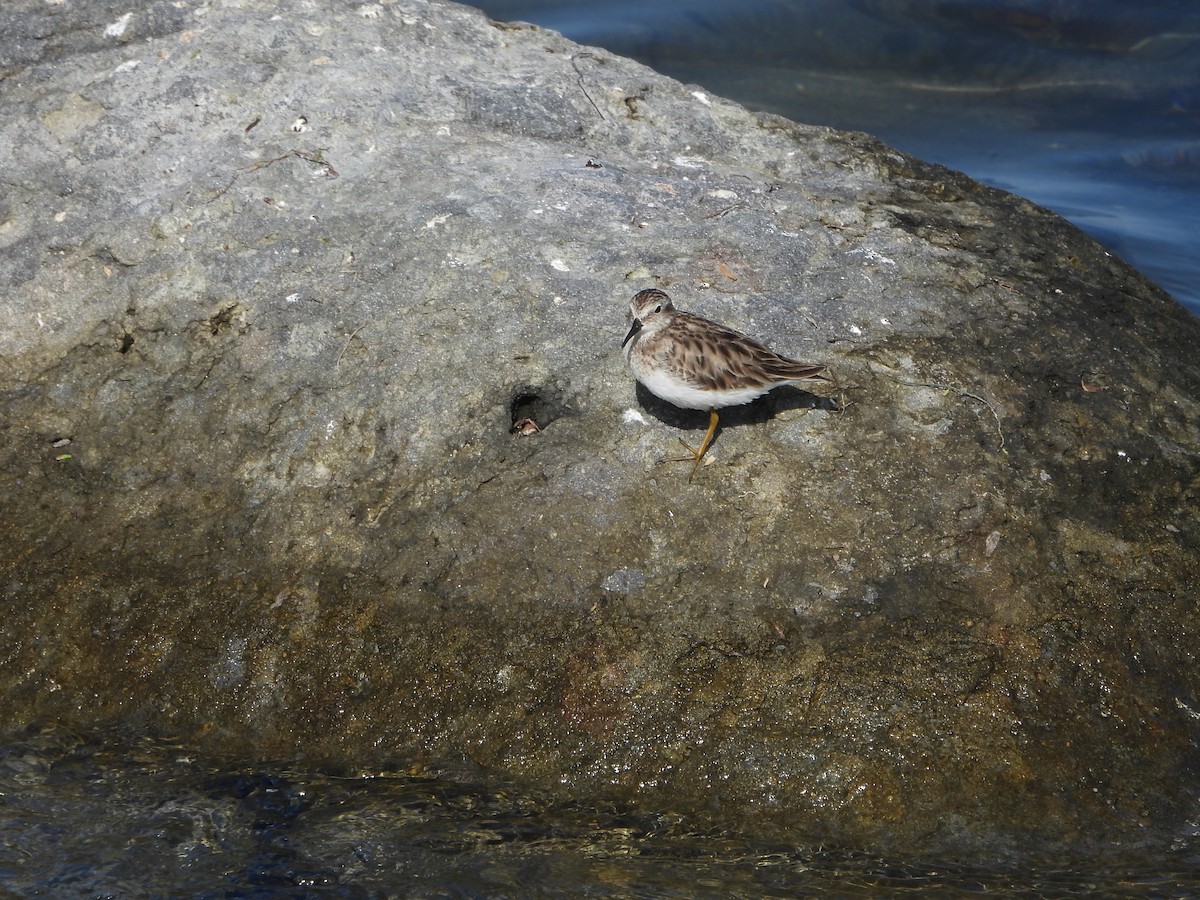 Least Sandpiper - ML614700440