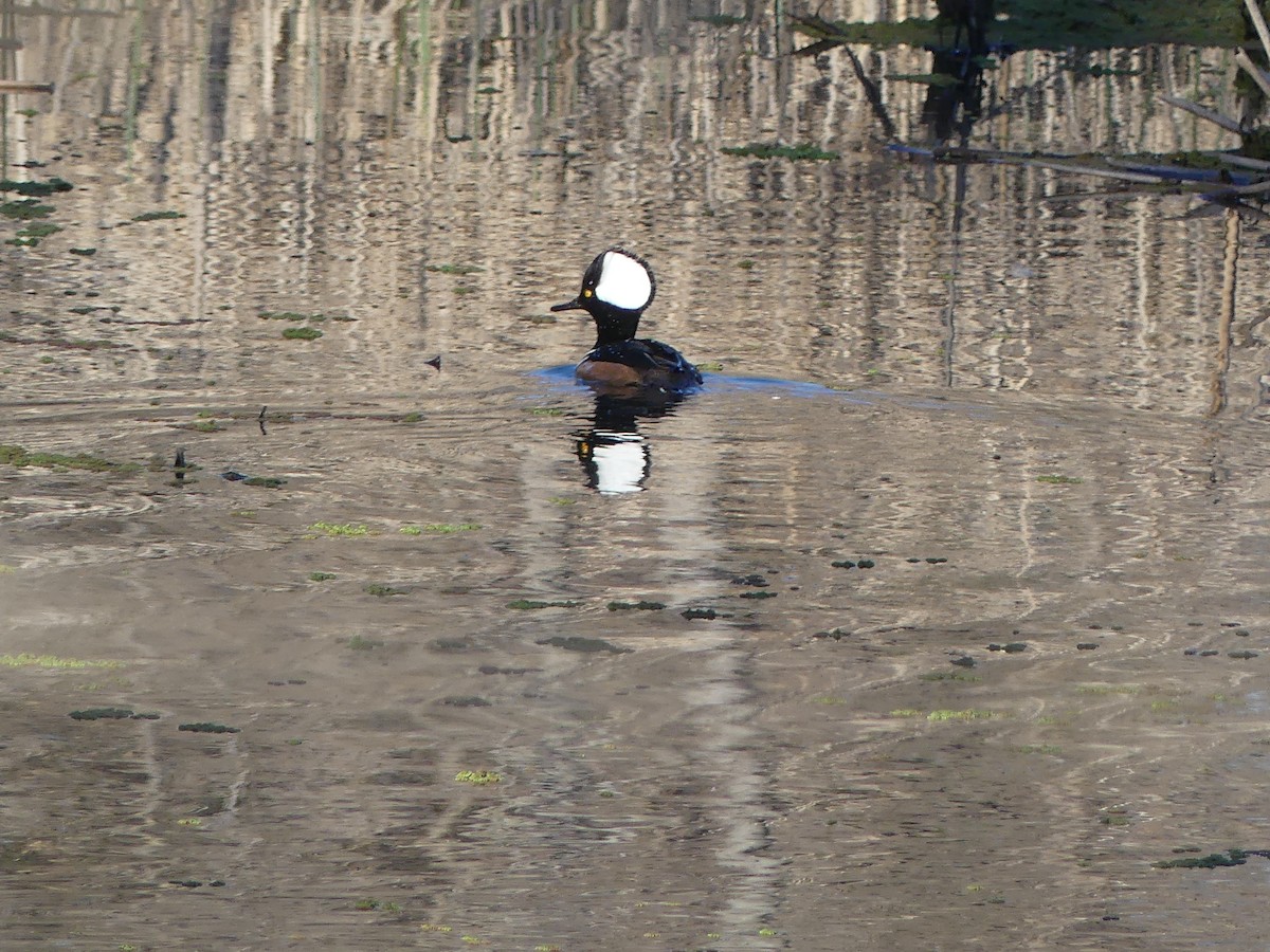 Hooded Merganser - ML614700446