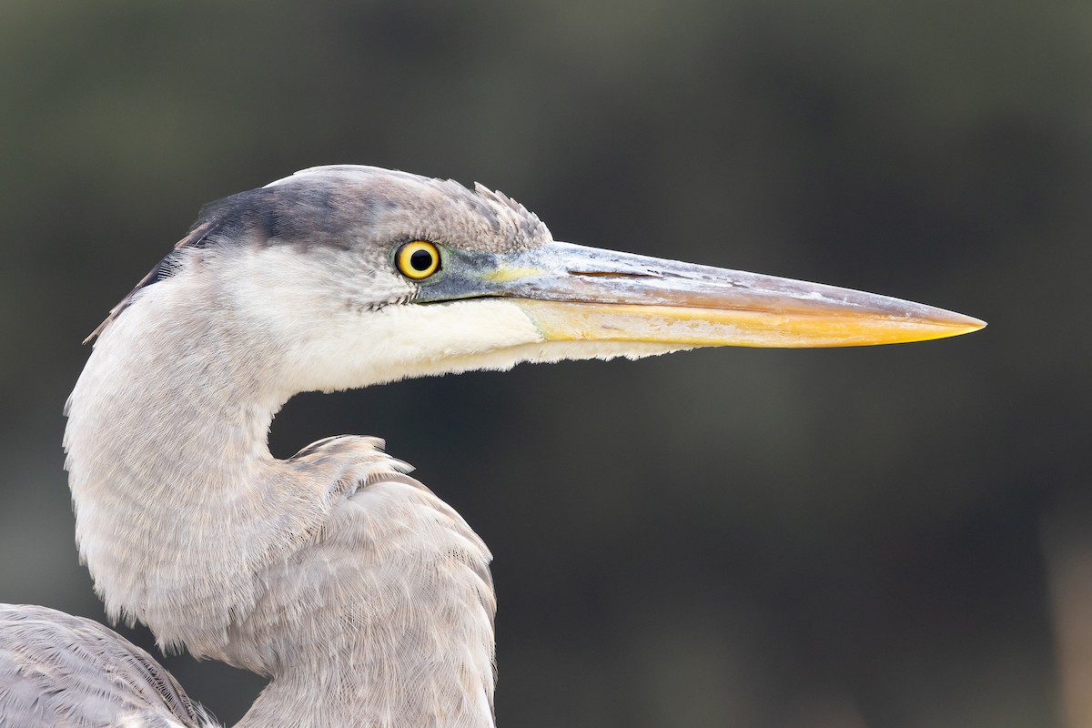 Garza Azulada - ML614700447