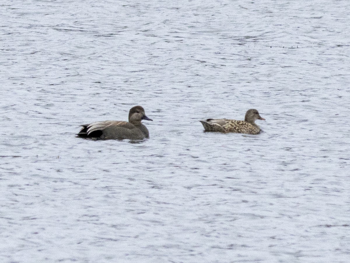 Gadwall - Janet Tubb