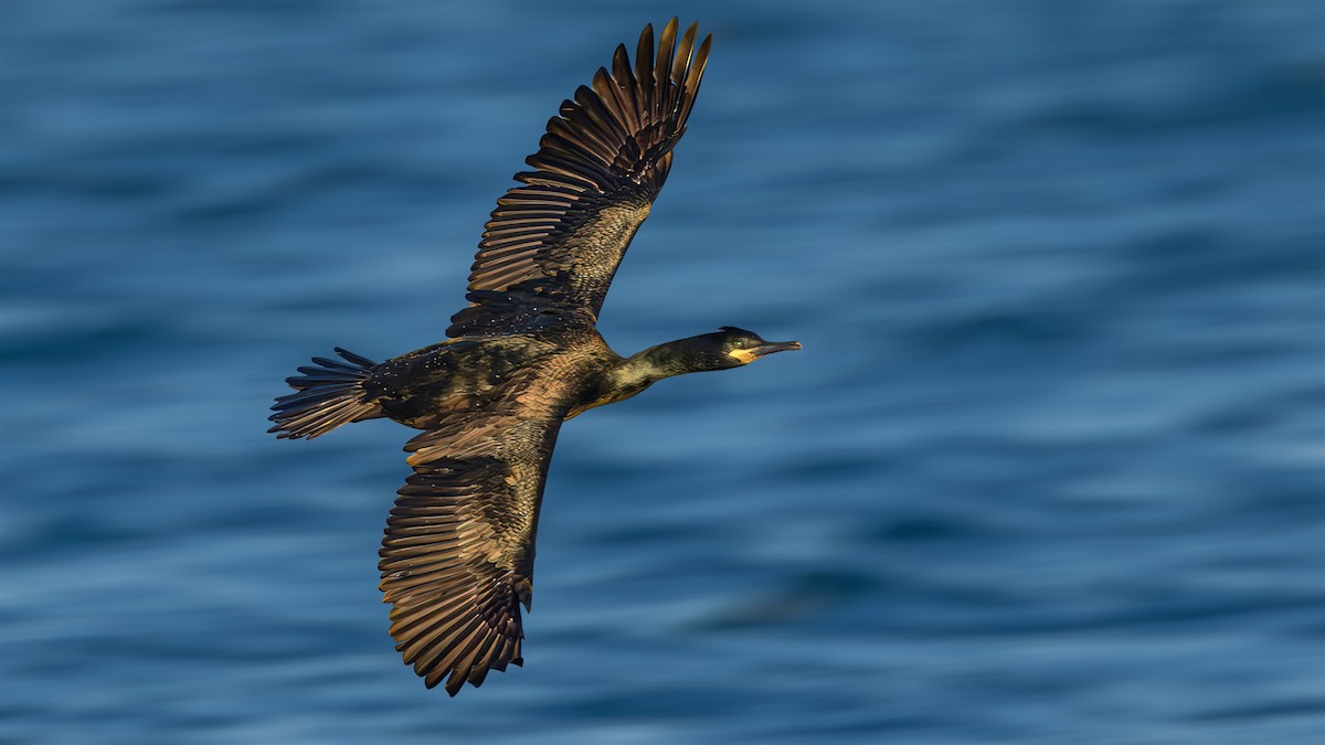 Cormorán Moñudo - ML614700478