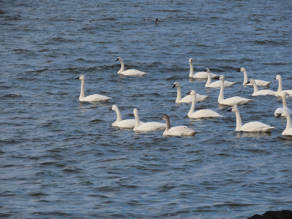 Tundra Swan - ML614700547