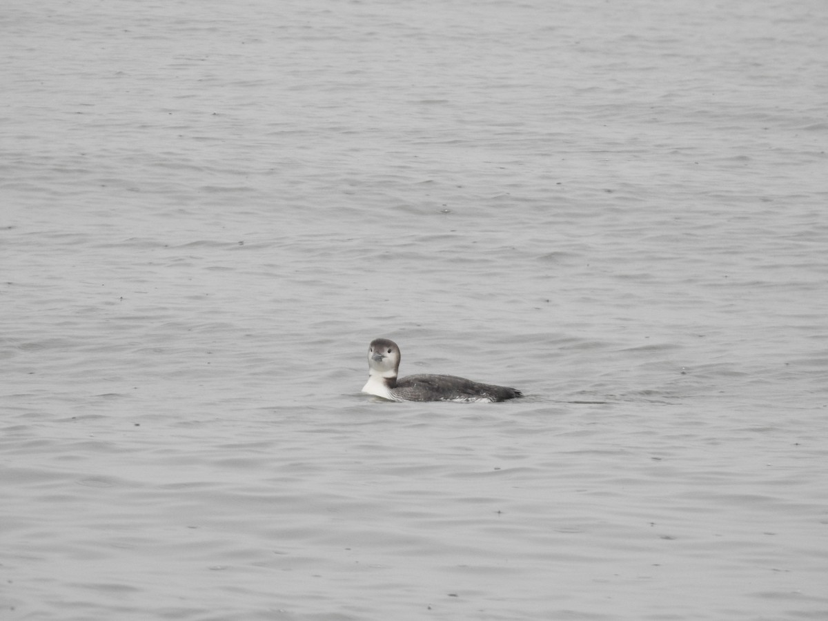 Common Loon - ML614700603