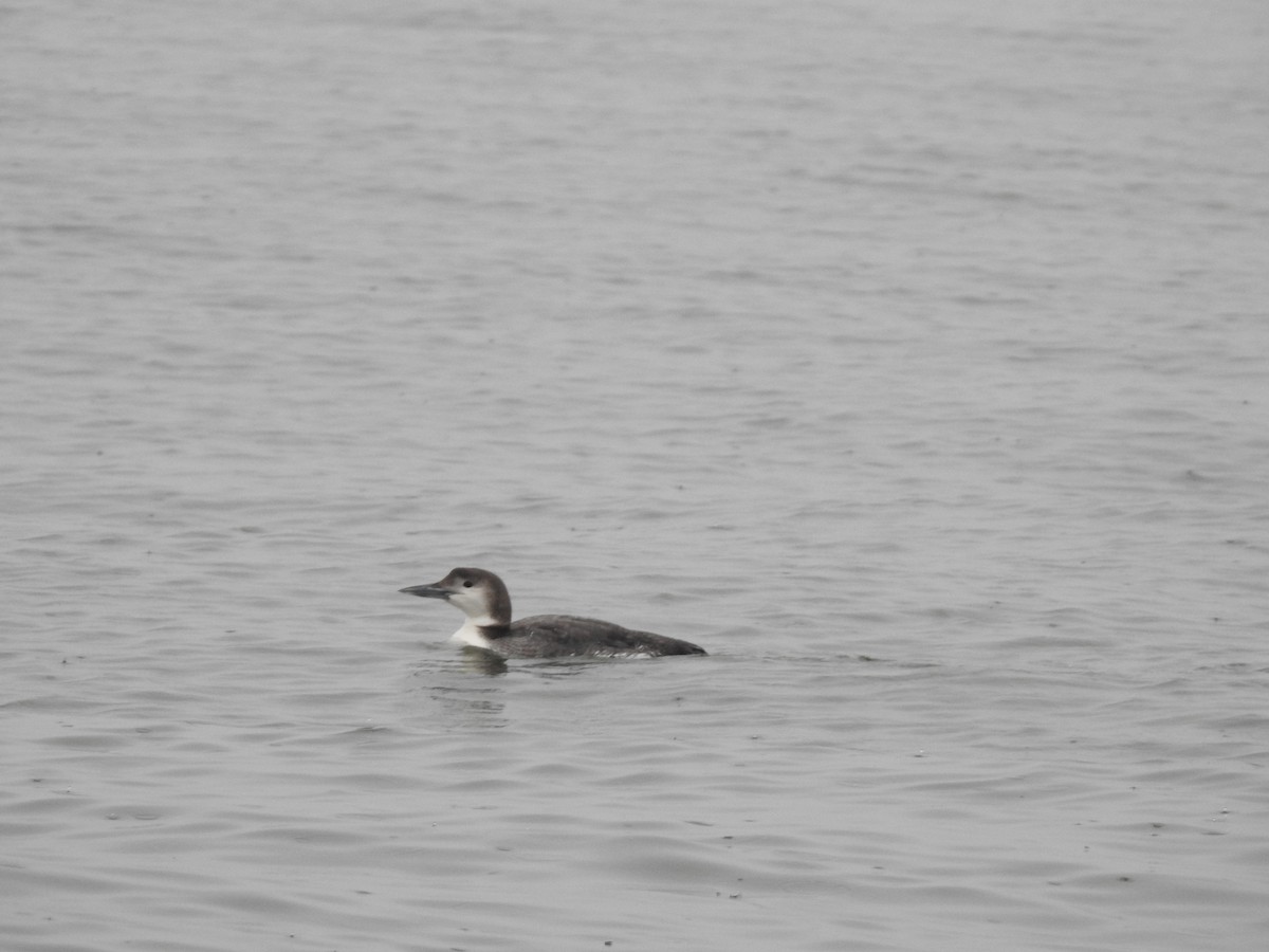 Common Loon - ML614700606