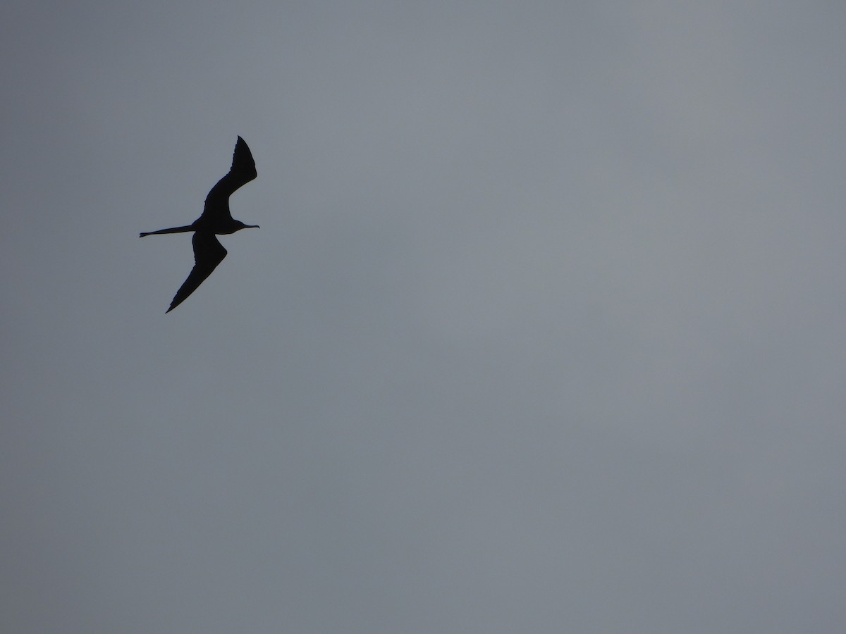 Magnificent Frigatebird - Mark Dorriesfield