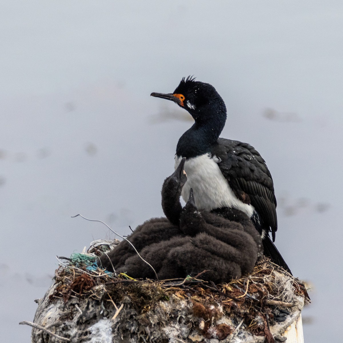 Cormorán Magallánico - ML614700641