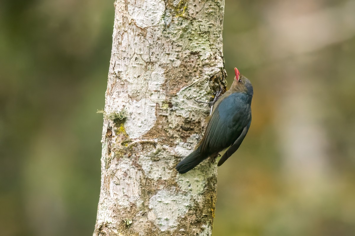 Nuthatch-Vanga - ML614700648