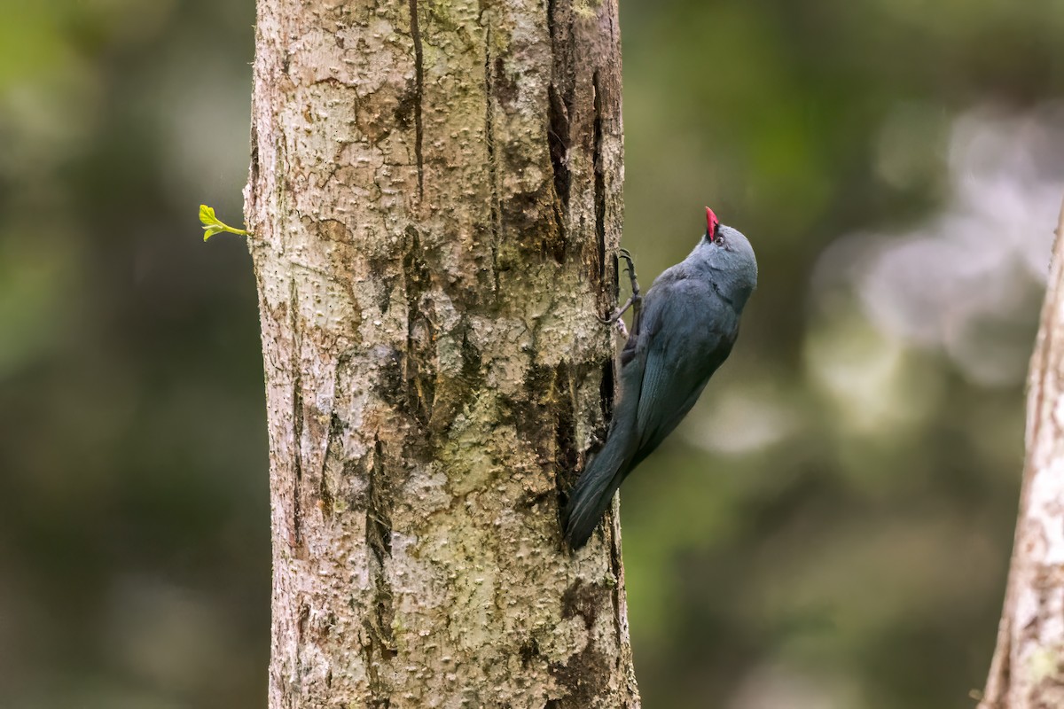 Nuthatch-Vanga - ML614700649