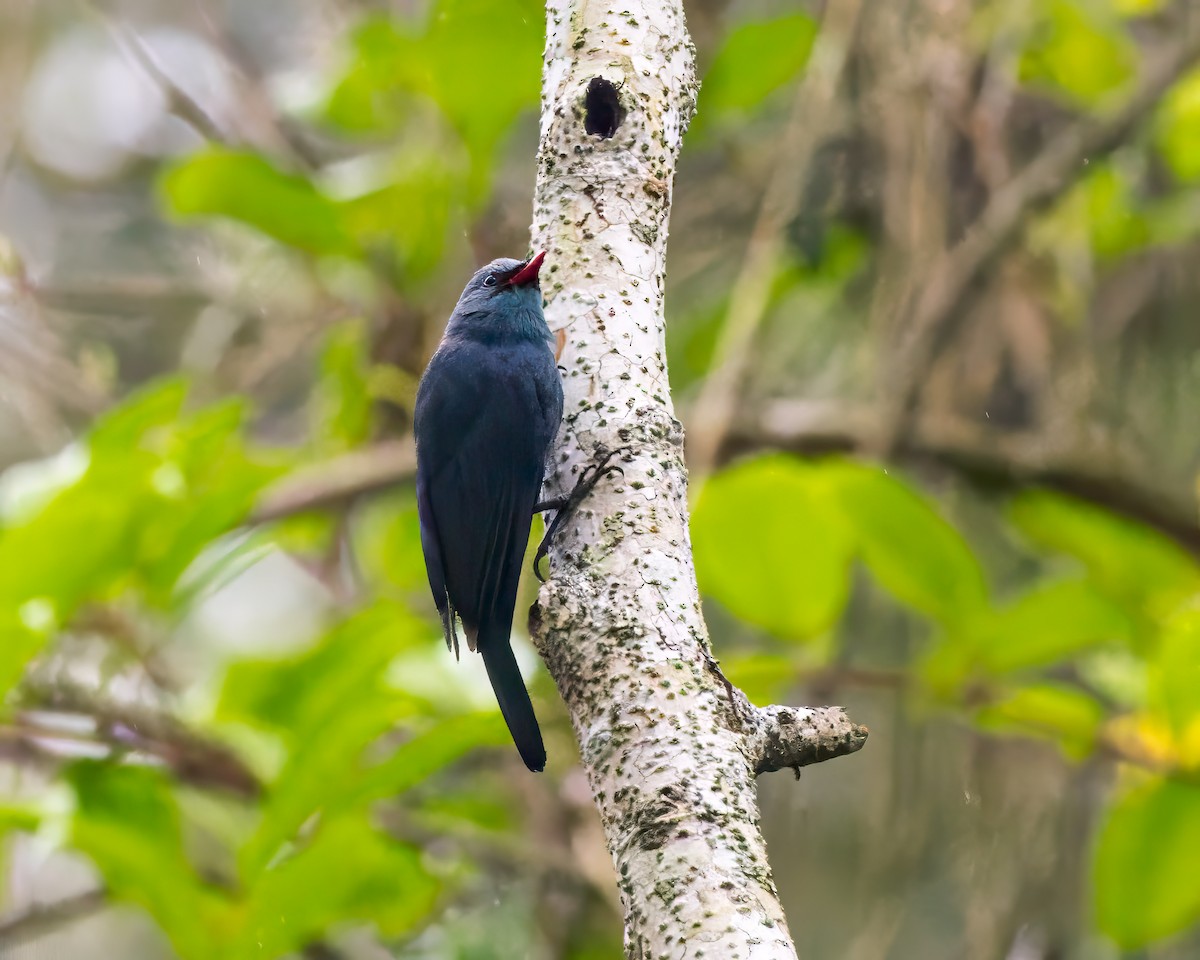 Nuthatch-Vanga - ML614700650