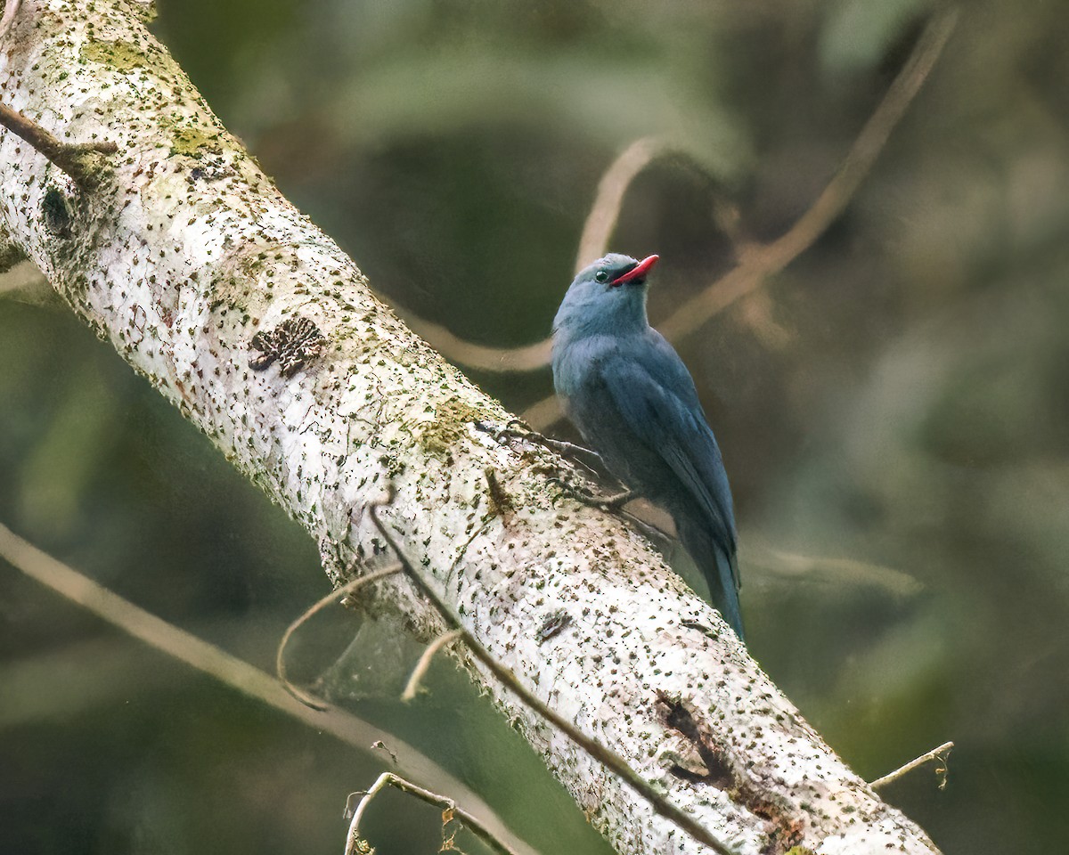 Nuthatch-Vanga - ML614700651