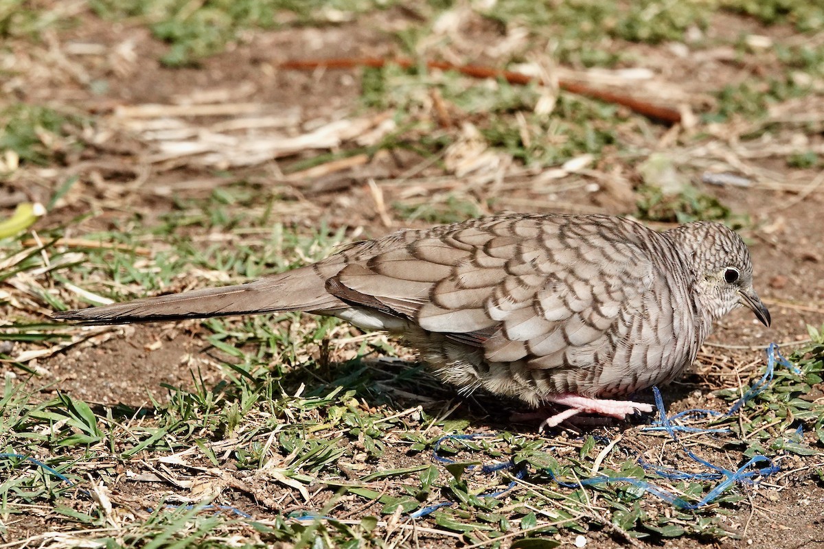 Inca Dove - Susan Goodrich