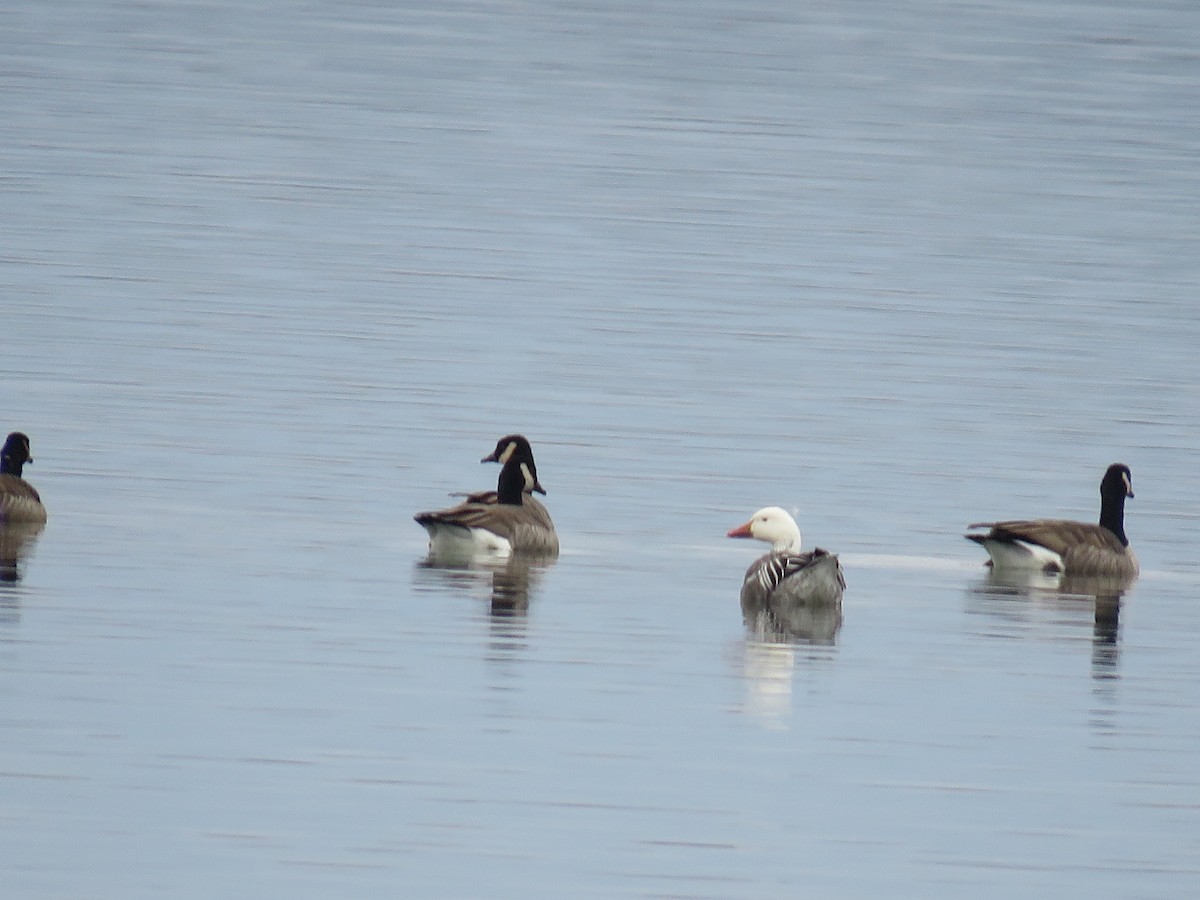 Snow Goose - ML614700701