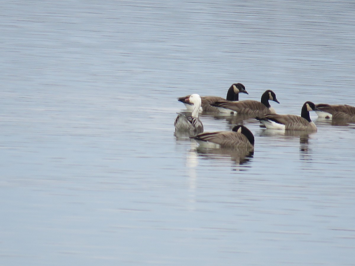 Snow Goose - ML614700705