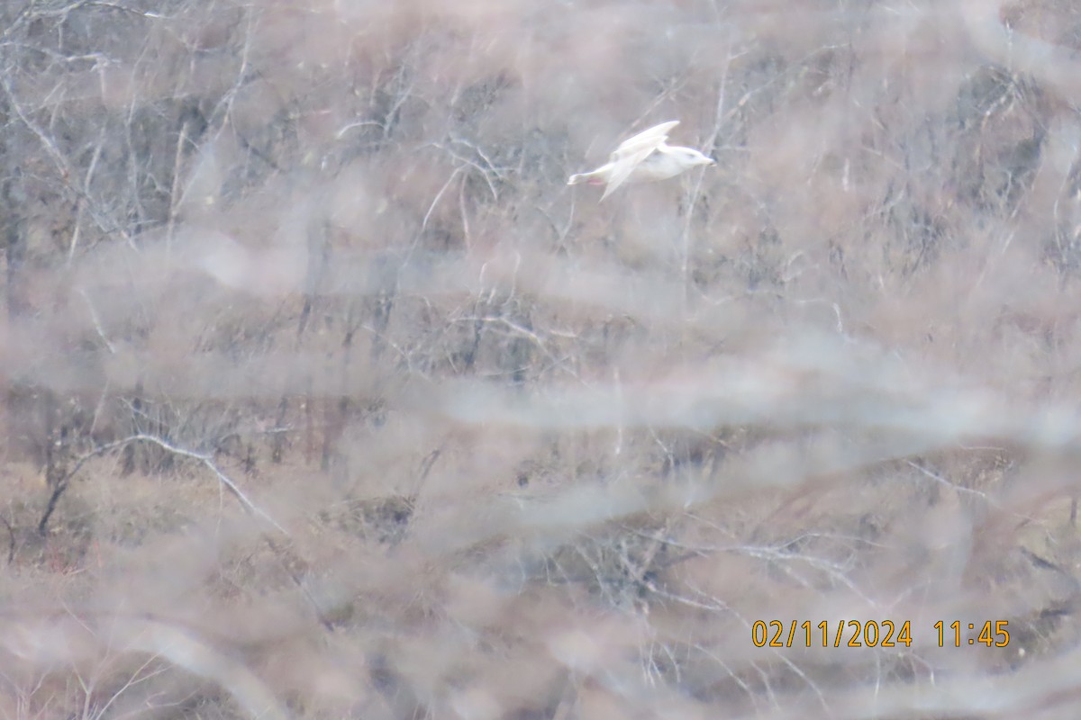 Glaucous Gull - ML614700723