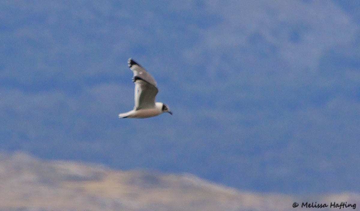 Franklin's Gull - Melissa Hafting