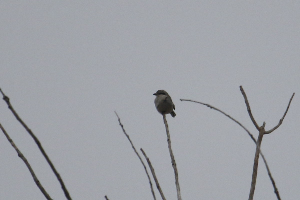 Northern Shrike - ML614700818