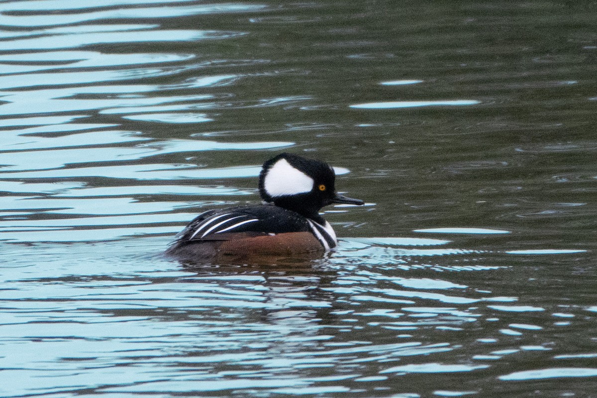 Hooded Merganser - ML614700834