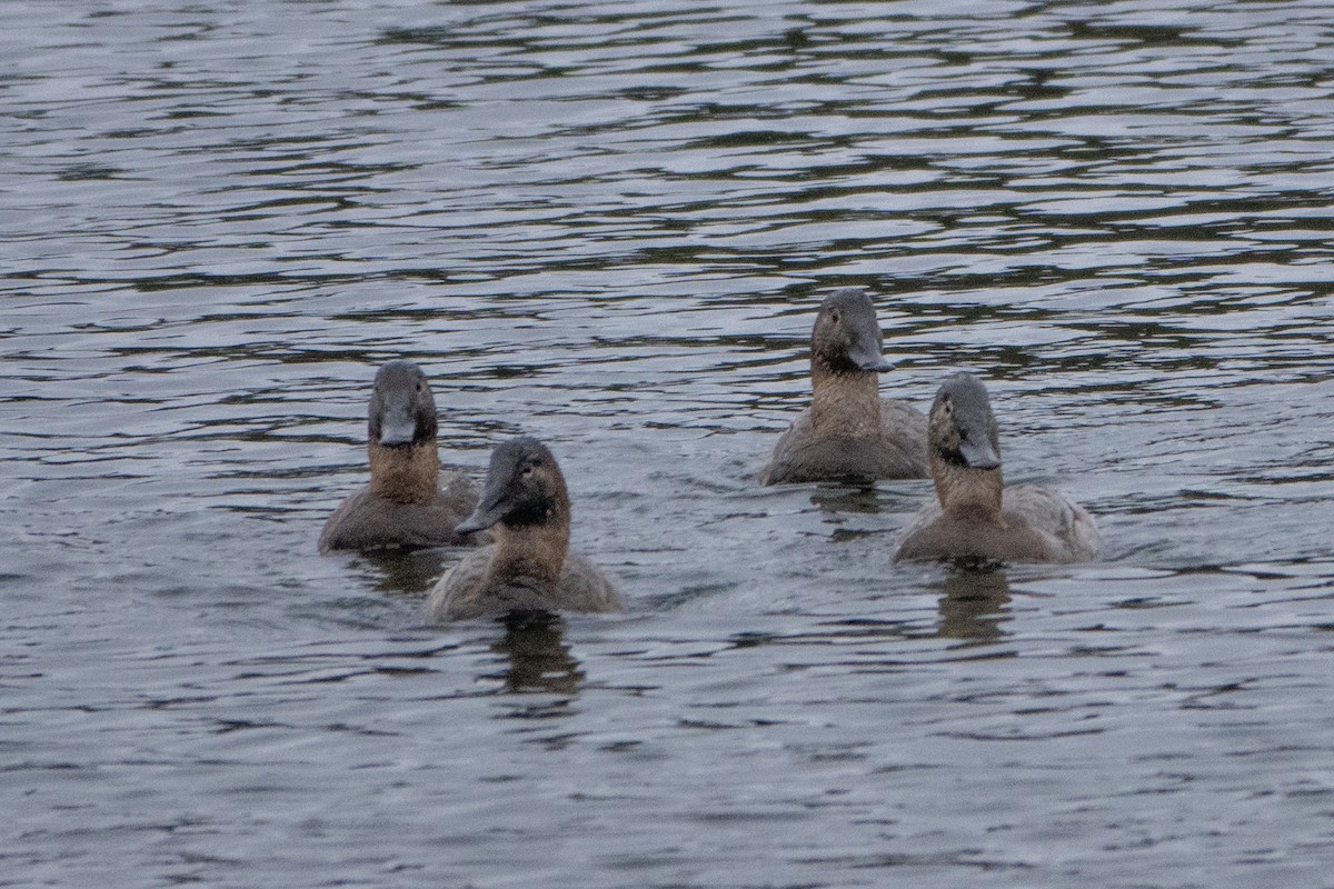 Canvasback - ML614700835