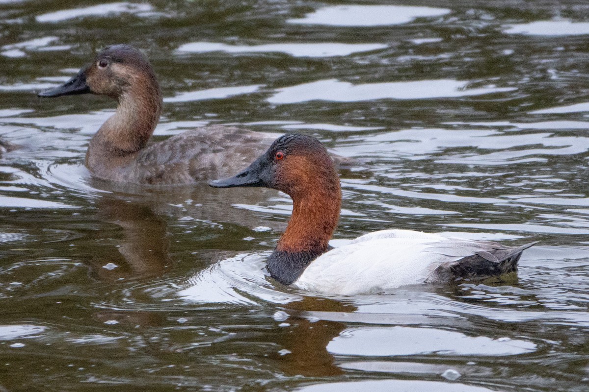 Canvasback - ML614700836