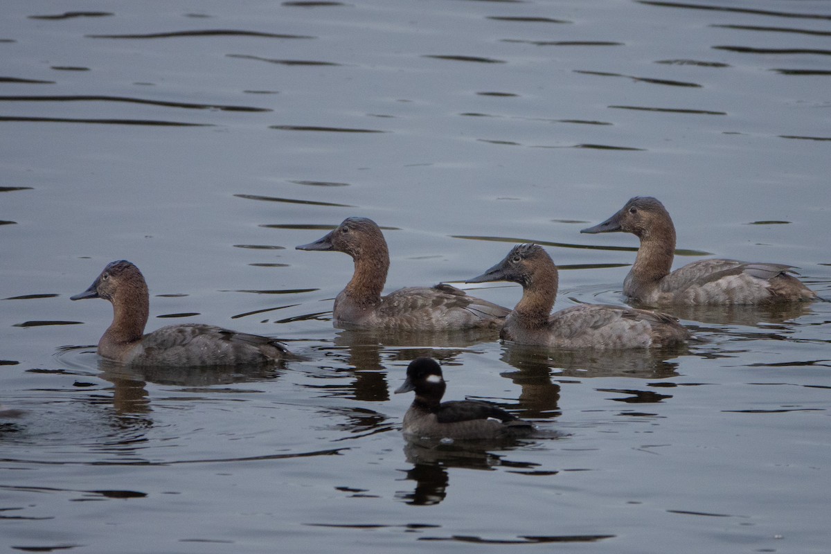 Canvasback - ML614700837