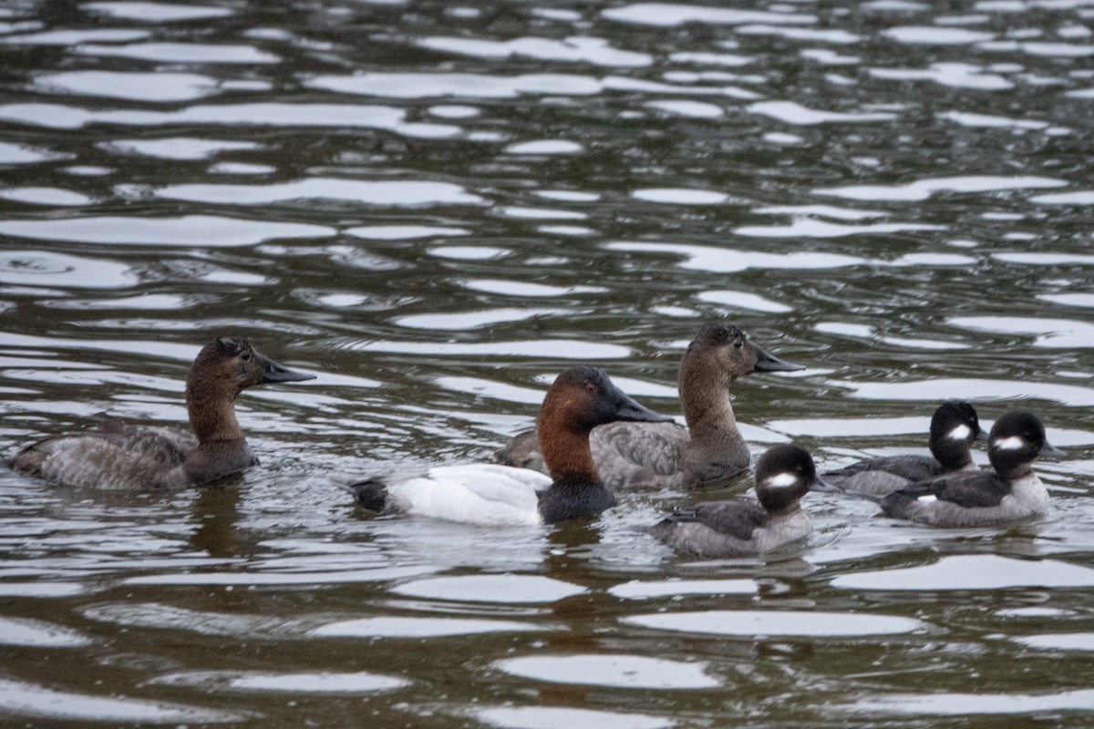 Canvasback - ML614700841