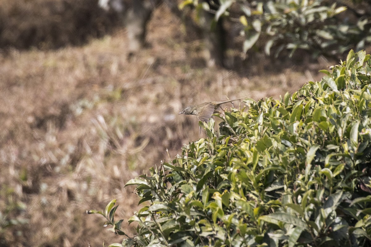 Black-throated Prinia - ML614700863