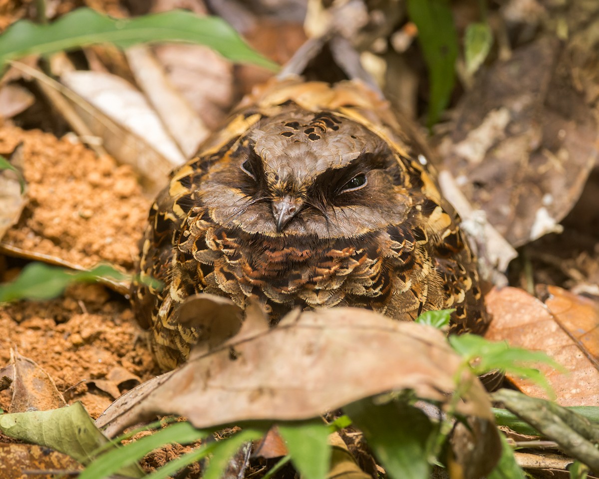 Collared Nightjar - ML614700912