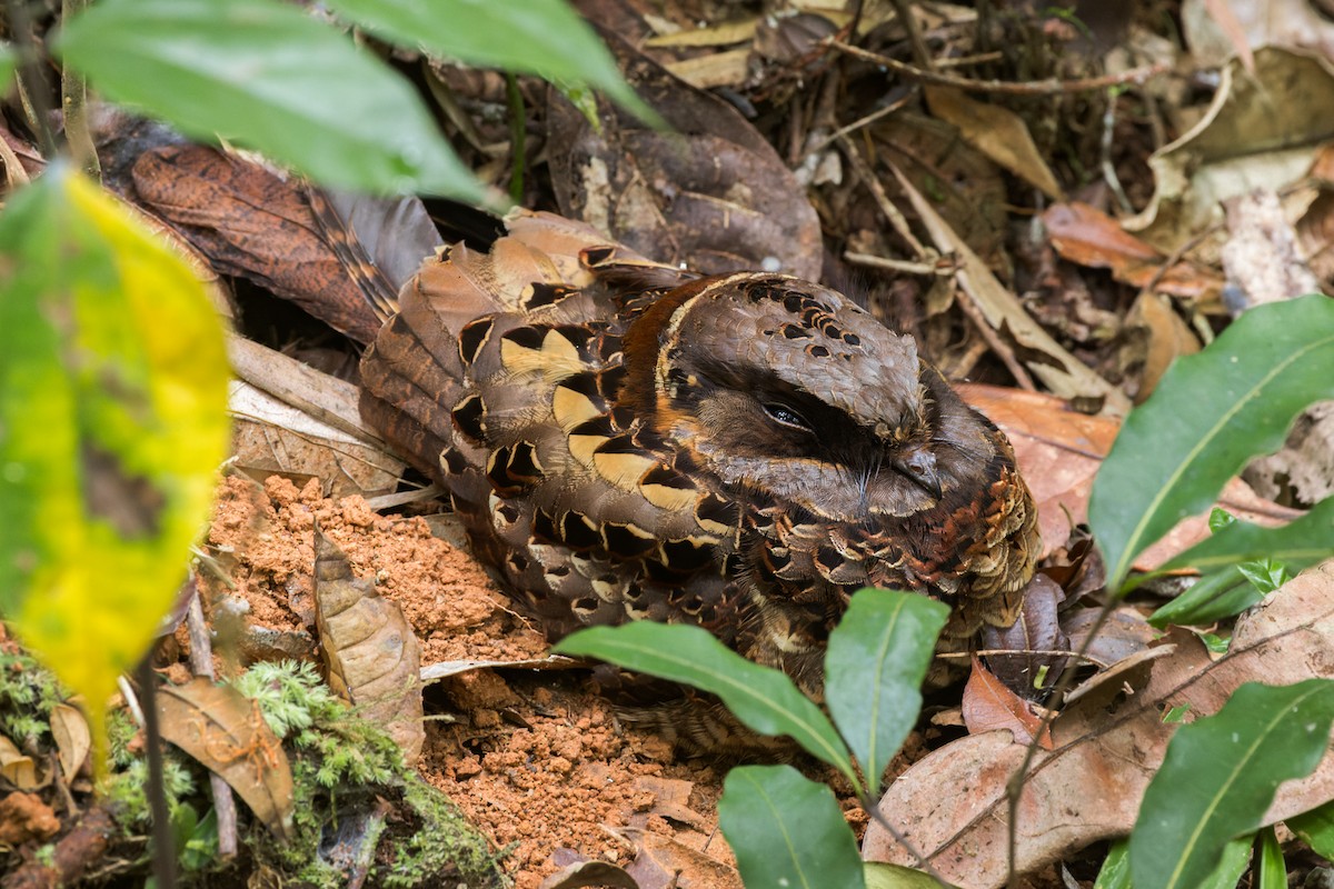 Collared Nightjar - ML614700913