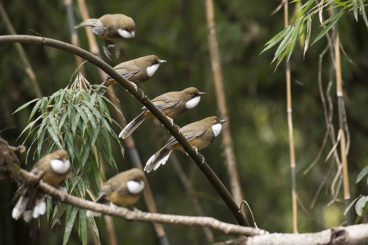 White-throated Laughingthrush - Ramesh Shenai