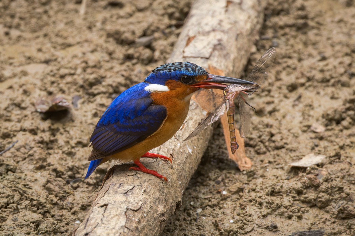 Malagasy Kingfisher - ML614701002