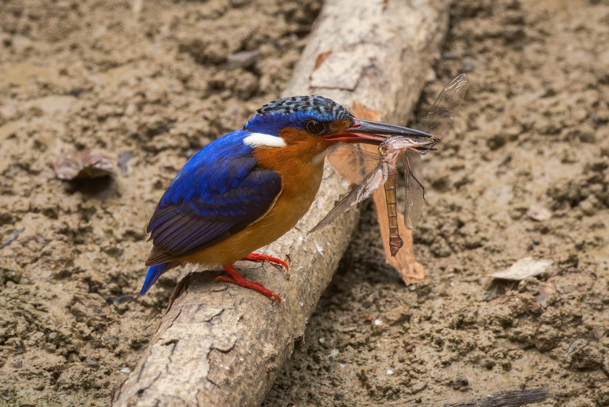 Malagasy Kingfisher - ML614701003