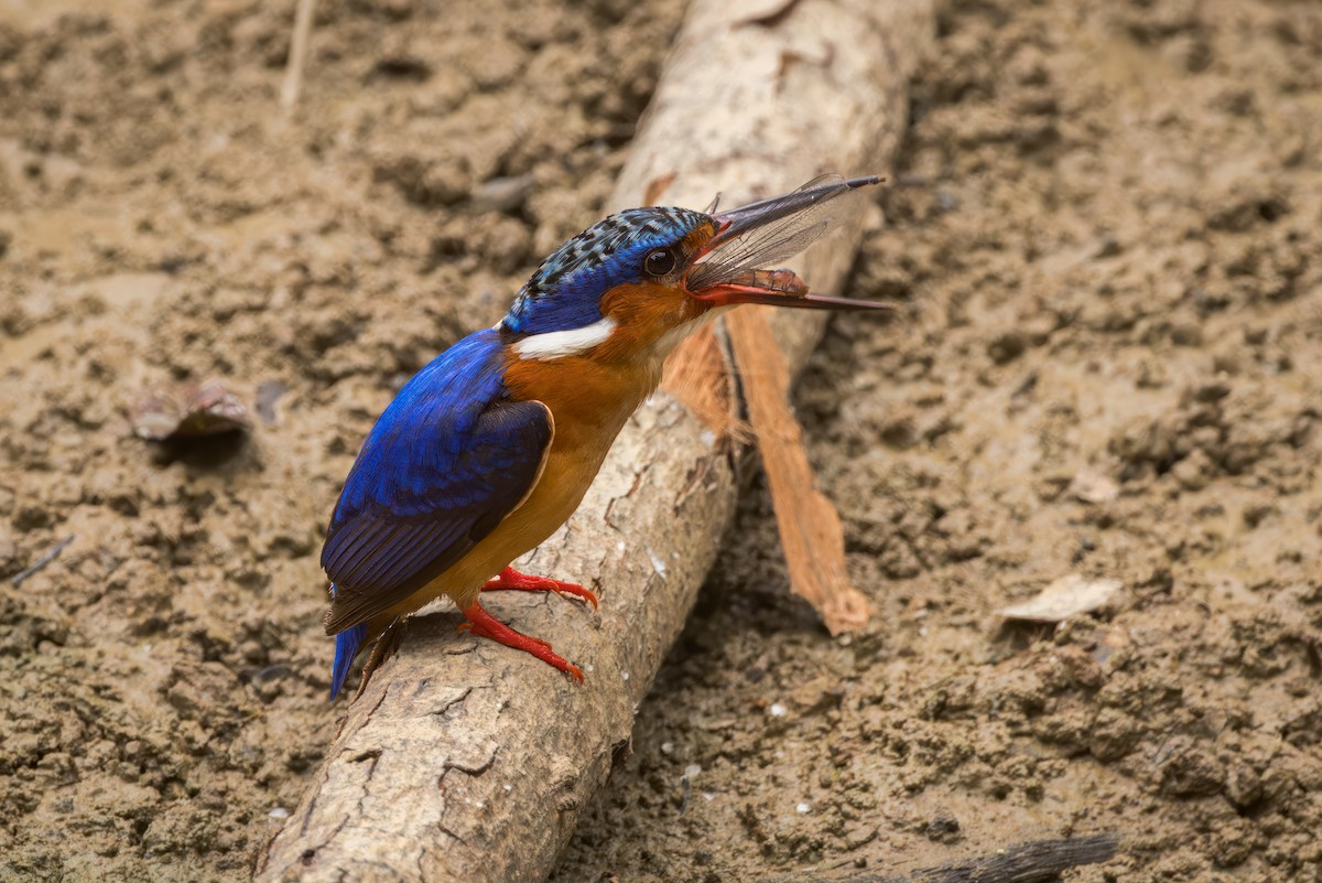 Malagasy Kingfisher - ML614701004