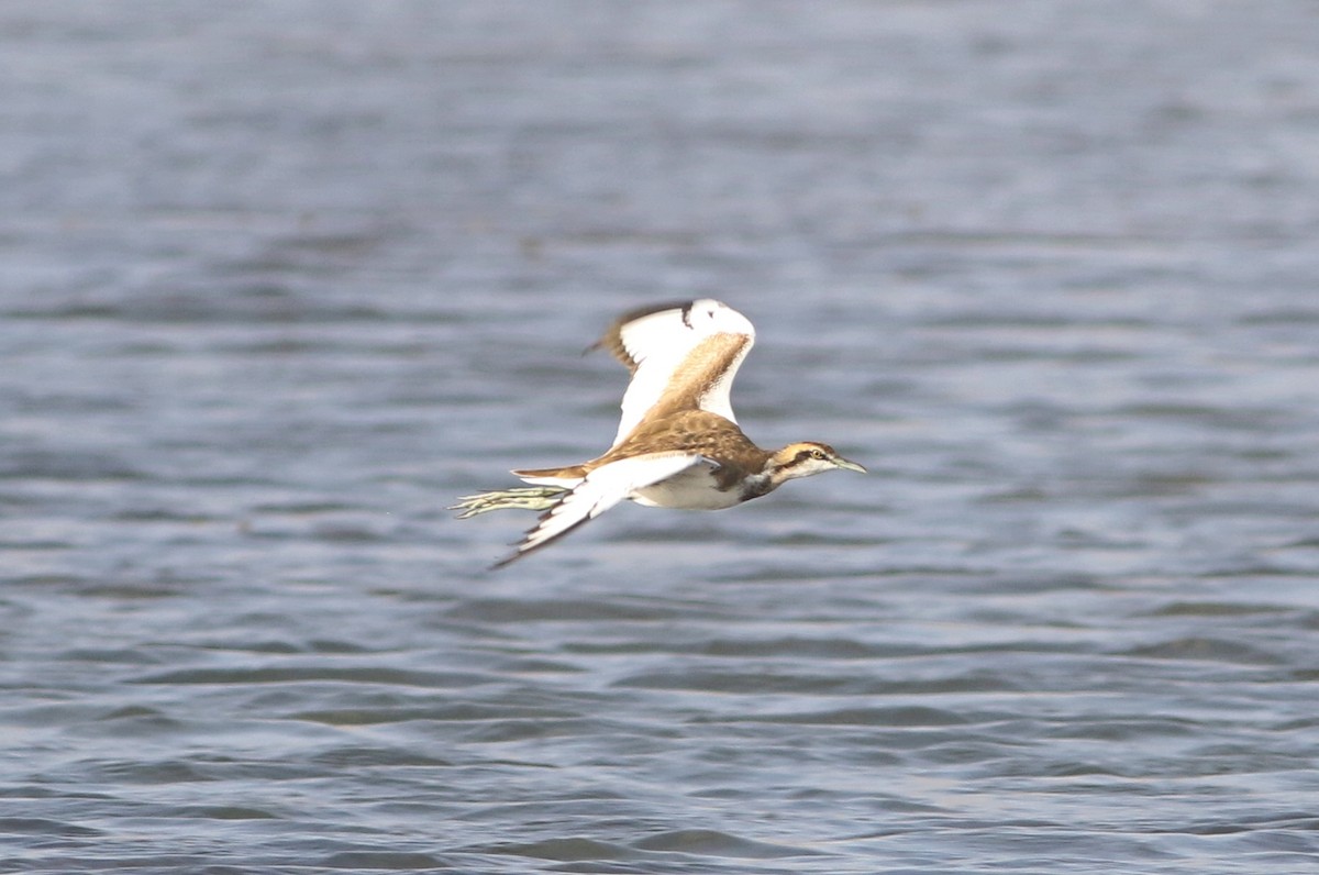 Pheasant-tailed Jacana - ML614701011