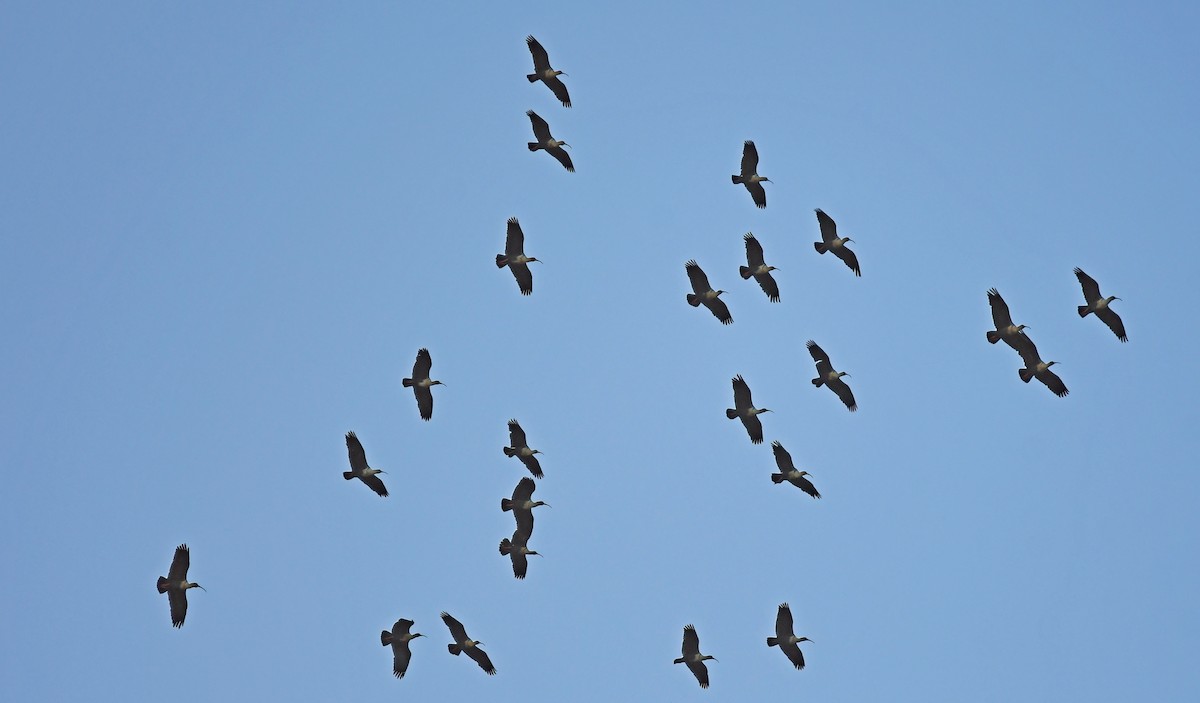 Black-faced Ibis - ML614701013