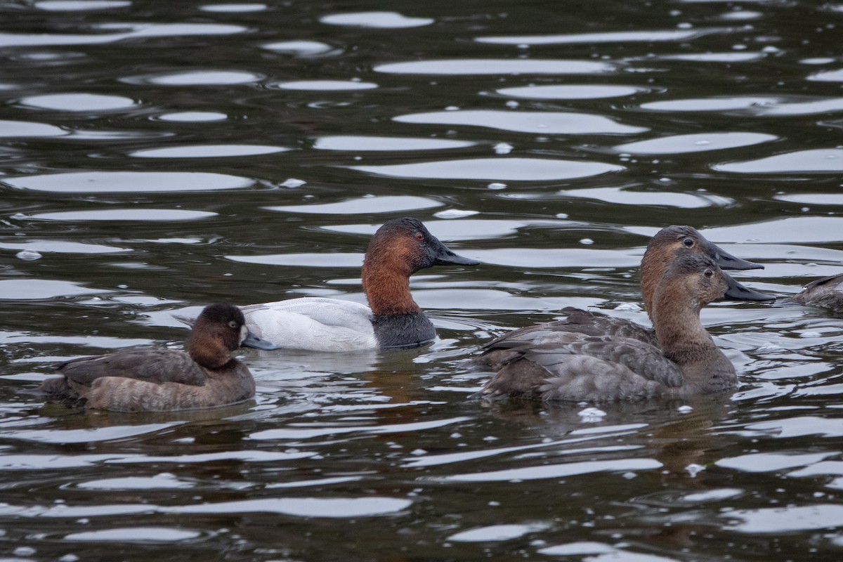 Lesser Scaup - ML614701068
