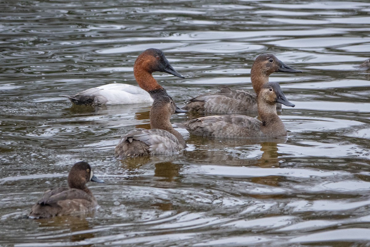 Lesser Scaup - ML614701069