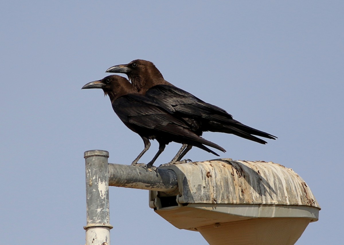 Brown-necked Raven - ML614701076