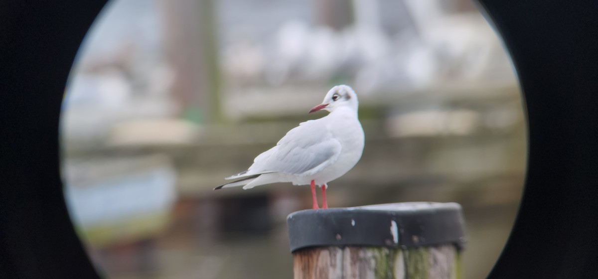 Mouette rieuse - ML614701079