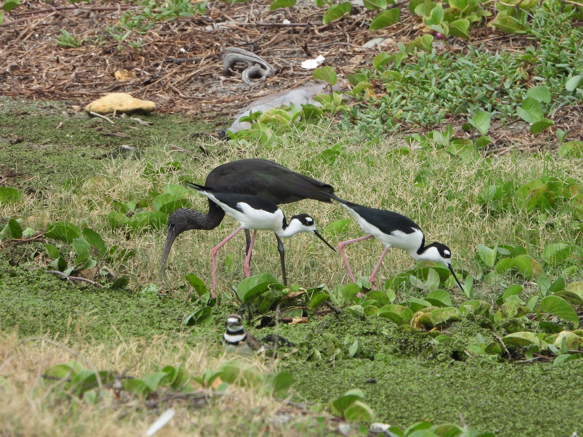 bronseibis - ML614701082