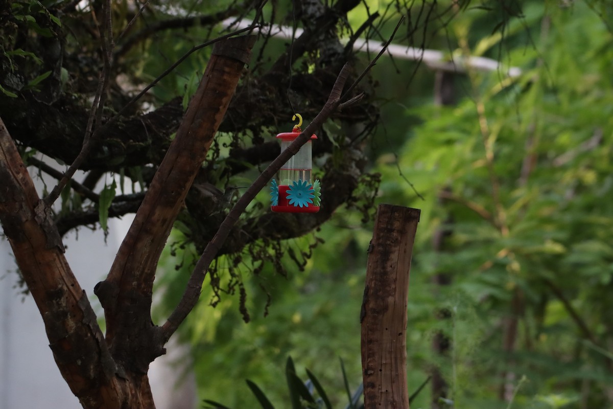 White-bellied Hummingbird - ML614701105