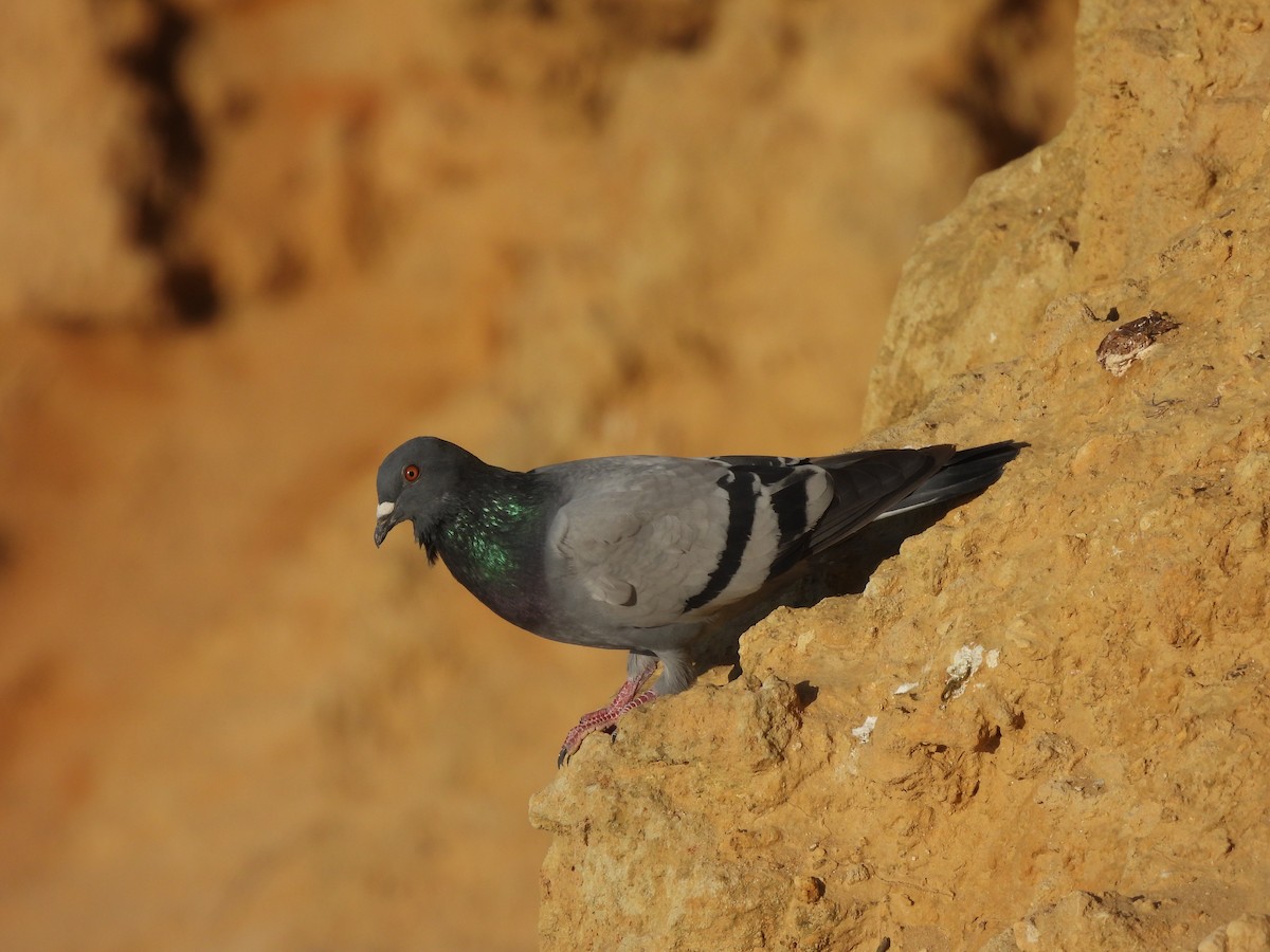 Rock Pigeon (Feral Pigeon) - ML614701106