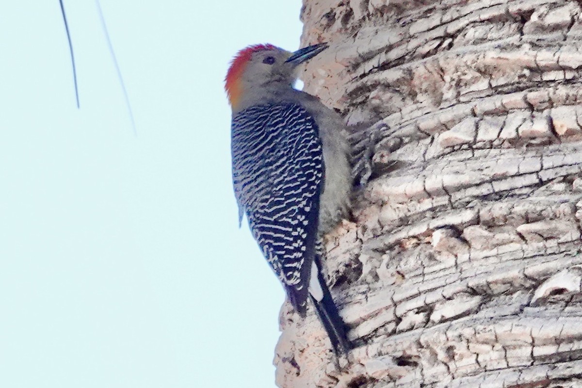 Golden-fronted Woodpecker - ML614701110