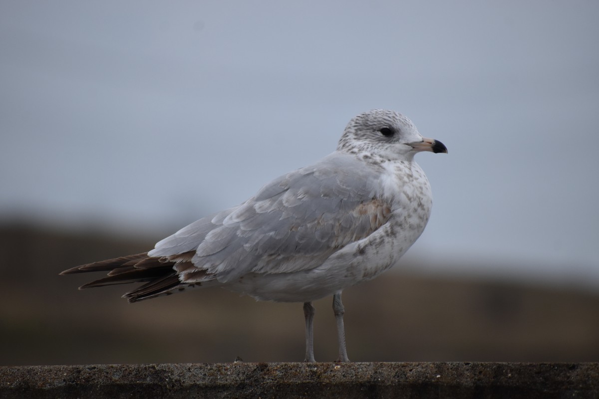 Ring-billed Gull - Joseph Trezza