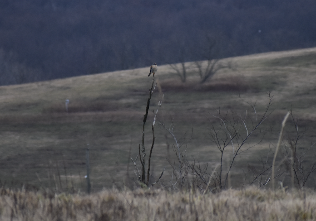 American Kestrel - Joseph Trezza