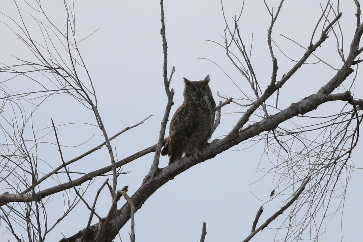 Great Horned Owl - Brian Berry
