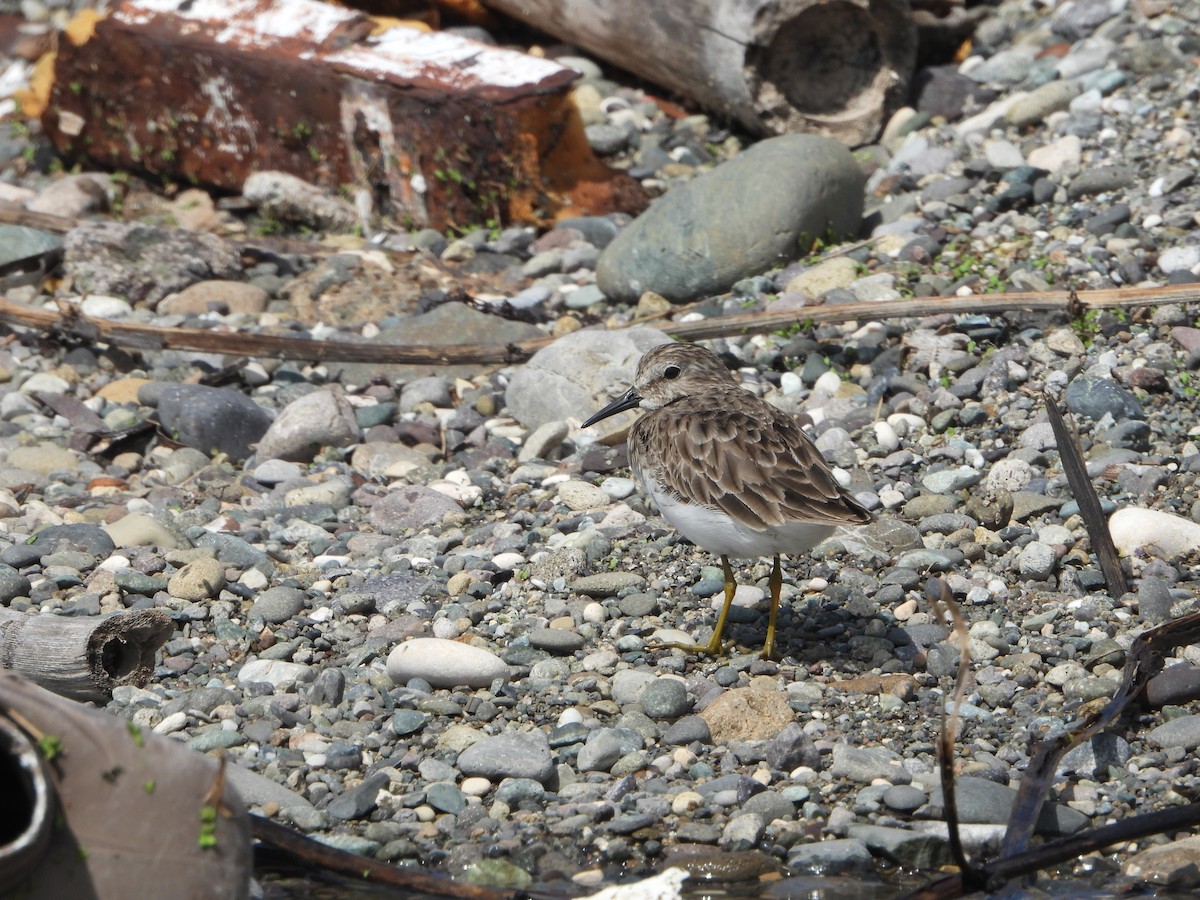 Least Sandpiper - ML614701311